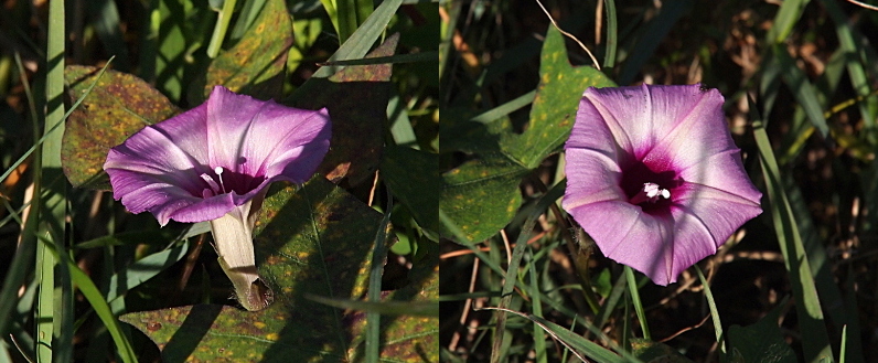 [Two white-purple blooms are fully opened with white ball-topped stamen protruding from the middle. The blooms are dark purple at the center, medium purple at the edge of the bloom and white on the underside and on parts of the petal section. This flower does not have individual petals; they are one continuous surface around the middle.]